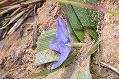 Tradescantia humilis