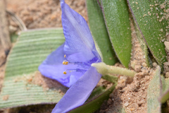 Tradescantia humilis