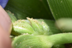 Tradescantia humilis