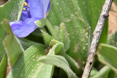 Tradescantia humilis