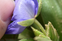 Tradescantia humilis