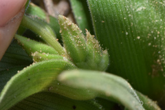 Tradescantia humilis