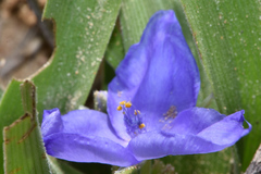 Tradescantia humilis