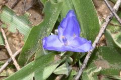 Tradescantia humilis