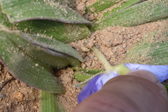 Tradescantia humilis