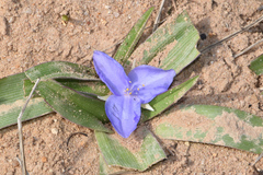 Tradescantia humilis