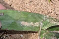 Tradescantia humilis