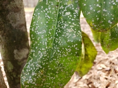 Pilocarpaceae