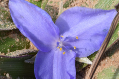 Tradescantia humilis