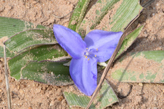 Tradescantia humilis