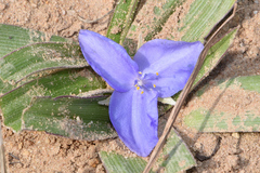 Tradescantia humilis