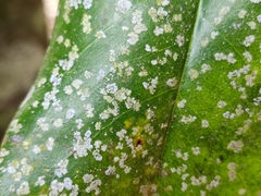 Pilocarpaceae