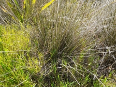 Juncus effusus