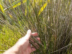 Juncus effusus