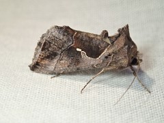 Chrysodeixis subsidens