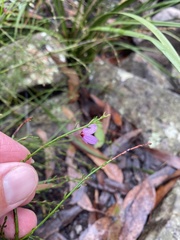 Tetratheca subaphylla
