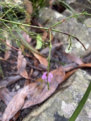 Tetratheca subaphylla