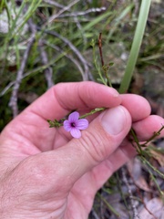 Tetratheca subaphylla