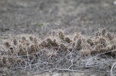 Opuntia × debreczyi