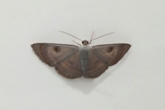 Lepidoptera