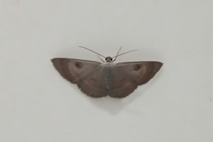 Lepidoptera