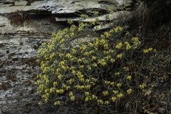 Piptanthus nepalensis