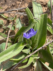 Tradescantia humilis