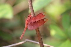 Neurothemis fulvia