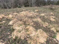 Tradescantia humilis