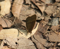Mycalesis