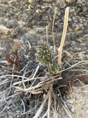 Lomatium rigidum