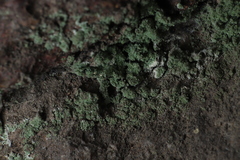 Leprocaulaceae