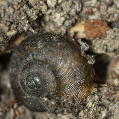Austrorhytida