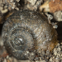 Austrorhytida
