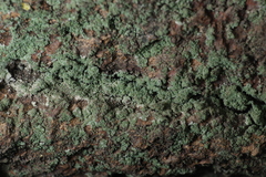 Leprocaulaceae