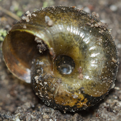 Austrorhytida