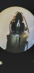 Poecilus lucublandus