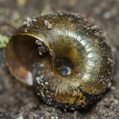 Austrorhytida