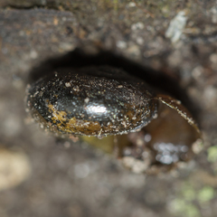 Austrorhytida