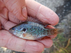 Lepomis humilis