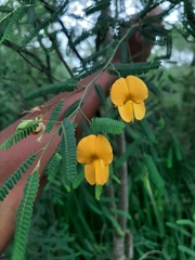 Aeschynomene montevidensis