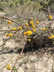 Vachellia farnesiana farnesiana