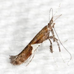 Caloptilia stigmatella