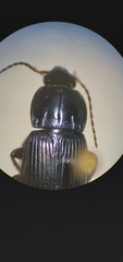 Poecilus lucublandus