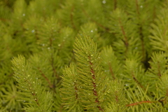 Persoonia chamaepitys