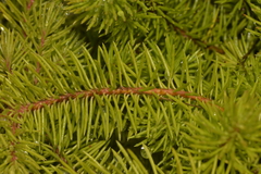Persoonia chamaepitys