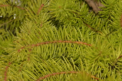 Persoonia chamaepitys
