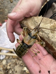 Cambarus girardianus