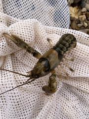 Cambarus girardianus