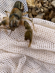 Cambarus girardianus